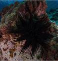 The urchin, <em>Centrostephanus rodgersii</em>, has moved into the waters of Tasmania, forming extensive rock barrens, leading to large-scale community change.