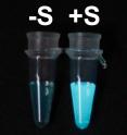 This is an example of the luminescence produced by the chemical modifications described in this article. Key: -S, a tube without streptavidin; +S, with streptavidin