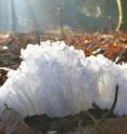 Hair ice was found in a forest near Moosseedorf, Switzerland.