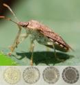 This image shows a female spined soldier bug (<i>Podisus maculiventris</i>) (top) and the range of egg colors she is capable of laying (bottom).