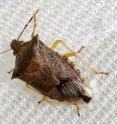 This is a female spined soldier bug (<i>Podisus maculiventris</i>) laying light-colored eggs on a white surface.