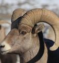 A bighorn sheep in Colorado is pictured.