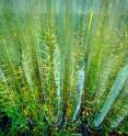 Rice is a staple for half the world's population and the model plant for grass-type biofuel feedstocks.