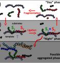 This is a schematic drawing of template-assisted ligation, shown in this model to give rise to autocatalytic systems.