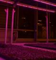Bedding plant seedlings are shown growing under light-emitting diode supplemental lighting in the greenhouse. The study showed that using sole-source LEDs can be an effective production strategy for annual seedlings.