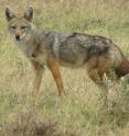 A golden jackal (<em>Canis anthus</em>) from Serengeti National Park, Tanzania. Based on genomic results, the researchers suggest this animal be referred to as the African golden wolf, which is distinct from the Eurasian golden jackal (<em>Canis aureus</em>).
