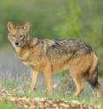A golden jackal (<em>Canis aureus</em>) from Israel. Based on genomic results, the researchers suggest this animal, the Eurasian golden jackal, is distinct from <em>Canis anthus</em>, which they propose be referred to as the African golden wolf.