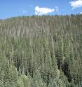 This is a stressed forest in the southwestern United States.