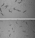 Normal adult <i>C. elegans</i> nematode worms (above) are about 1 mm in length. Adults that had been starved for 8 days early in their larval development (below) grow more slowly once feeding is resumed and end up smaller and less fertile.