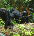 This is an image of wild bonobos.