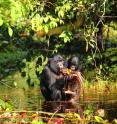 This is an image of wild bonobos.