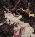 Earthworms in a pile of leaf litter. They drag fallen leaves and other plant material down from the surface and eat them, enriching the soil.