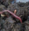 Earthworms in rich organic soil. As they burrow, the worms consume soil in order to remove nutrients from decaying organic matter such as leaves and roots.