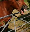 Horses use similar facial muscles to humans, suggesting an evolutionary parallel in how horses and humans use the face to communicate.