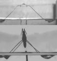 Figure 1. Comparison between the robot (A) and its inspiration - the real water strider (B) during jump. The insect and the robot are not at the same scale because the aim is to focus on similarities in the dimples on the water surface created by legs of the robot (A) and the insect (B).. Although the robots themselves do not faithfully imitate the look and morphology of the real water striders, the interactions between the robot legs and the-water surface correctly  reproduce the principal mechanism used by jumping insects. Therefore, the robot performance is comparable to that of the real water striders. They are the first robots that are similar to the larger water strider species in terms of body mass and jump physics as well as jumping performance. The two photos are screenshots from the video clips from Koh et al. 2015. Jumping on water: surface tension-dominated jumping of water striders and robotic insects. Science 31 July 2015, vol 349 no.6247 pp. 517-521.