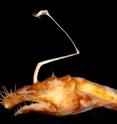 This is the new anglerfish -- <em>Lasiognathus regan</em>.