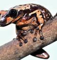 This is a photo of <i>Aparasphenodon brunoi</i> (Bruno's Casque-headed Frog).