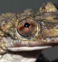 A head close-up showing the lip of a <i>Corythomantis greeningi</i> greening (Greening's frog).