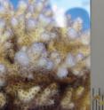 This image shows adult coral (<em>Pocillopora damicornis</em>), larvae (~1 millimeter), and experiment preparation.