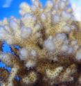 This is an adult coral (<em>Pocillopora damicornis</em>).