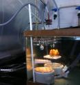 Adult corals were placed in closed chambers to measure physiology.