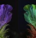 Dandelions as seen in human vision (left), and honeybee vision (right). The center of the flower absorbs UV while the ends of the petals reflects it.
