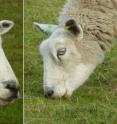 Grazing prey animals have horizontally elongated pupils that expand their field of vision. Their eyes rotate so that the pupils stay aligned with the ground regardless of whether their head is upright or pitched down.