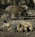 Wild boars produce a very large number of offspring compared to other ungulates.