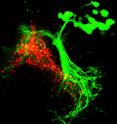 Recent research explains how the brain of a <em>Drosophila</em> male integrates taste and smell signals as he assesses potential mating partners. This image shows the convergence of two groups of nerve cells, one responding to a smell pheromone (green) and the other carrying taste-pheromone signals (red).