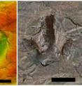 This is a false color photo of megalosauripus footprints. Color scale shows how deep the footprint goes down. The footprint is left by the small dinosaur.
