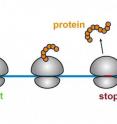 A ribosome (gray) creates a protein by translating the genetic code within an mRNA molecule (blue). Once it reaches the stop signal, it releases the protein (orange string of beads) and is "recycled" by Rli1 by being split into two pieces.
