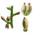 These are illustrations based on fossilized remains show long- and short-leaved forms of the plant and a single seed.