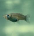 A female mosquitofish (<em>G. hubbsi</em>) from the Bahamas is shown. A new study shows that female mosquitofish genitalia evolve in response to predation and interbreeding risks.