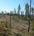 A post-fire forest in eastern North America, where regeneration is relatively scarce, is shown. Under projected climate conditions, such situations may occur more often in the circumboreal forest.