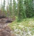 The boundary of a recent low-intensity stand-replacing fire shows the abruptness of the burned-unburned boundary, and the creation of habitat diversity at the stand scale.