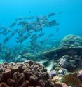 Warming oceans will have a profound impact on marine biodiversity around the world.