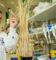 This is Associate Professor Solomon in the wheat biosecurity lab at the Research School of Biology.