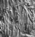 Researchers found what appear to be melanosome organelles in the barbules of the dinosaur feathers. Chemical tests associated them with animal pigment.
