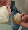 Dr. Jean-Marc Gagnon compares the new species of giant file clam (<em>Acesta crytodelphe</em>, left) to a regular-sized file clam.