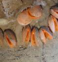 A cluster of the new giant file clam species, <em>Acesta cryptadelphe</em>, are attached to a rocky surface in the Gully Marine Protected Area, about 220 km off the coast of Nova Scotia.