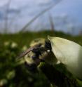 A Dartmouth-led study finds that bumblebees infected with a common intestinal parasite are drawn to flowers whose nectar and pollen have a medicinal effect, suggesting that plant chemistry could help combat the decline of bee species.