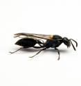 This is the Brazilain social wasp <em>Polybia paulista</em>.