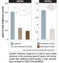 This image shows transient embryonic exposures to crude oil cause lasting reductions in the swimming speed of salmon and herring, months after additional juvenile growth in clean seawater.