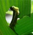A caterpillar eats out the center of a leaf.