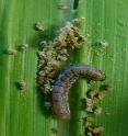 A caterpillar eating a leaf with frasse pile beneath.