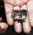 Researchers discovered a brass strap buckle during the excavation.
