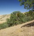 The annual tree rings on these blue oaks (<em>Quercus douglasii</em>) in California's south Joaquin Valley show how much winter rain has fallen each year. The amount of winter rain in the valley is an indicator of how much winter precipitation falls in the Sierra Nevada mountains. By using tree-ring chronologies going back to 1405, a University of Arizona-led team of researchers figured out that snowpack in the Sierra Nevada in 2015 was at the lowest level in 500 years.