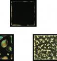 These magnified images show how untreated liquid crystals (top) respond to the human islet amyloid peptide (lower right), which forms aggregates and is involved in diabetes; and rat islet amyloid (lower left), which does not aggregate. The actual width of these panels is 280 microns, approximately the diameter of several human hairs lying side by side.