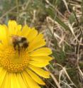 <I>Bombus sylvicola</I> is one of two bumblebee species in the central Rocky Mountains that has responded to a decline in flowering in alpine habitats by evolving a shorter tongue, an adaptation that favors generalist feeding.