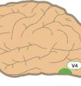 Visual cortical area V4 in humans (left) and monkeys (right) are shown.